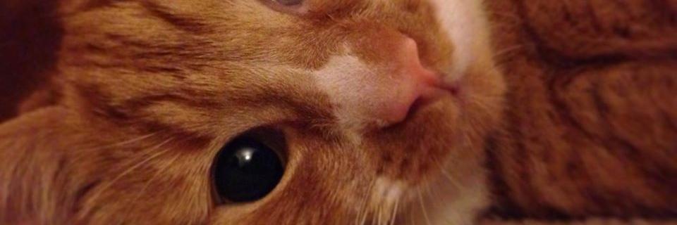 Simon banner