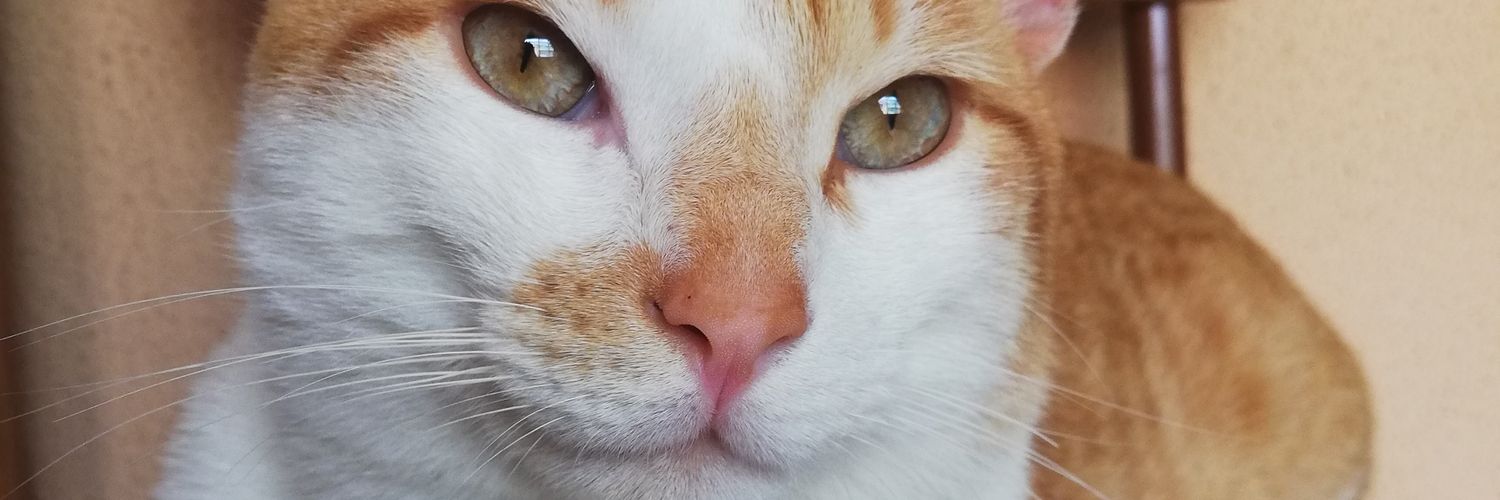 ca_ru_'s profile banner image