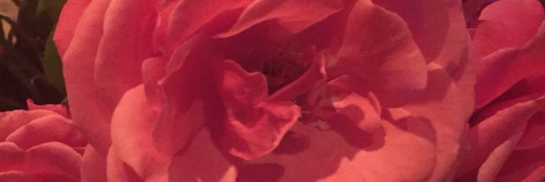 Ingeborg_PRI's profile banner image