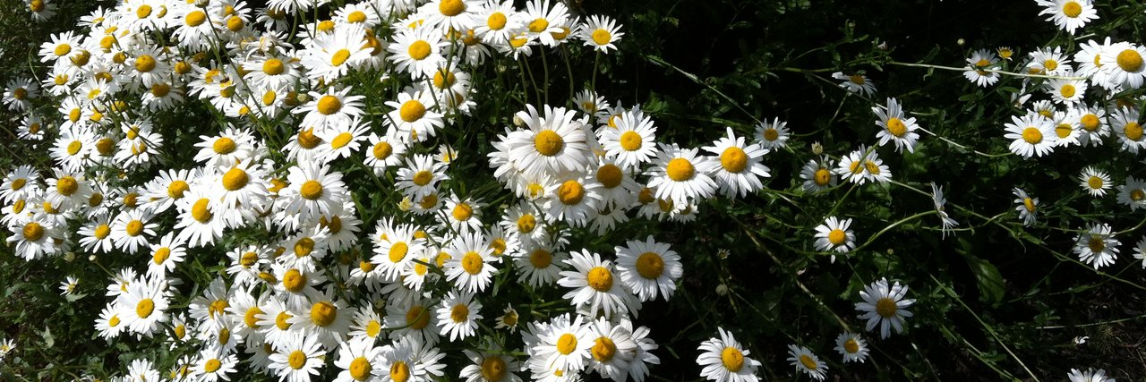 edsdaisy's profile banner image