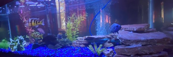 Zoeycaldera Profile Banner