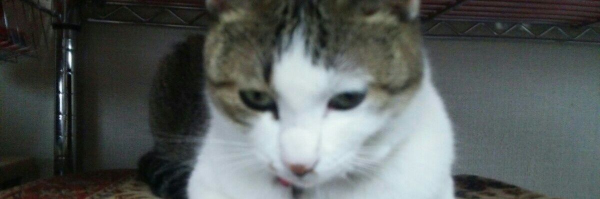 ひめ100【+虎太朗】 banner