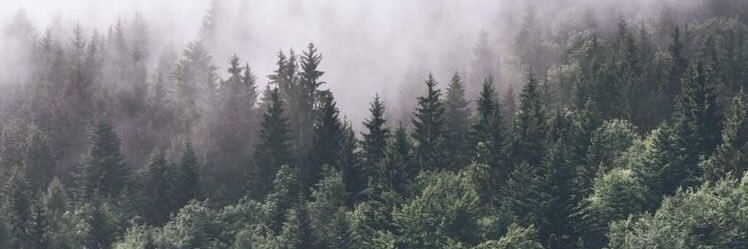 AliahOlague's profile banner image