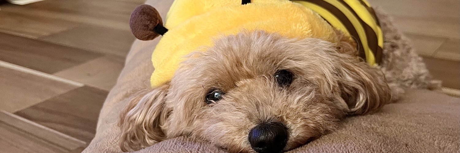 ami311020's profile banner image