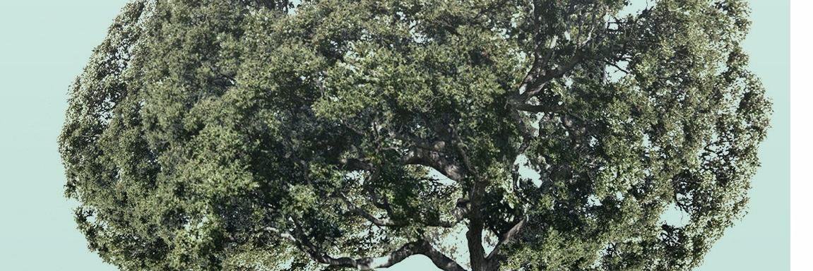 RolfReber's profile banner image
