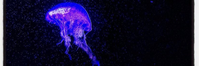 LmaoAlexander's profile banner image