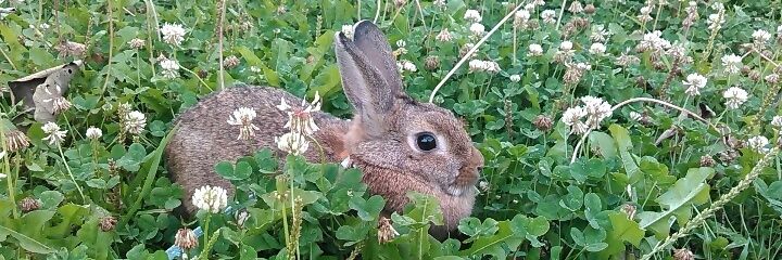んめーんめーなと数学をかじり出した文句うさぴょん banner