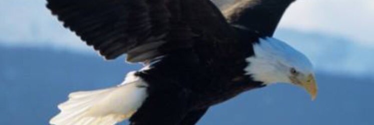 nzorgul's profile banner image