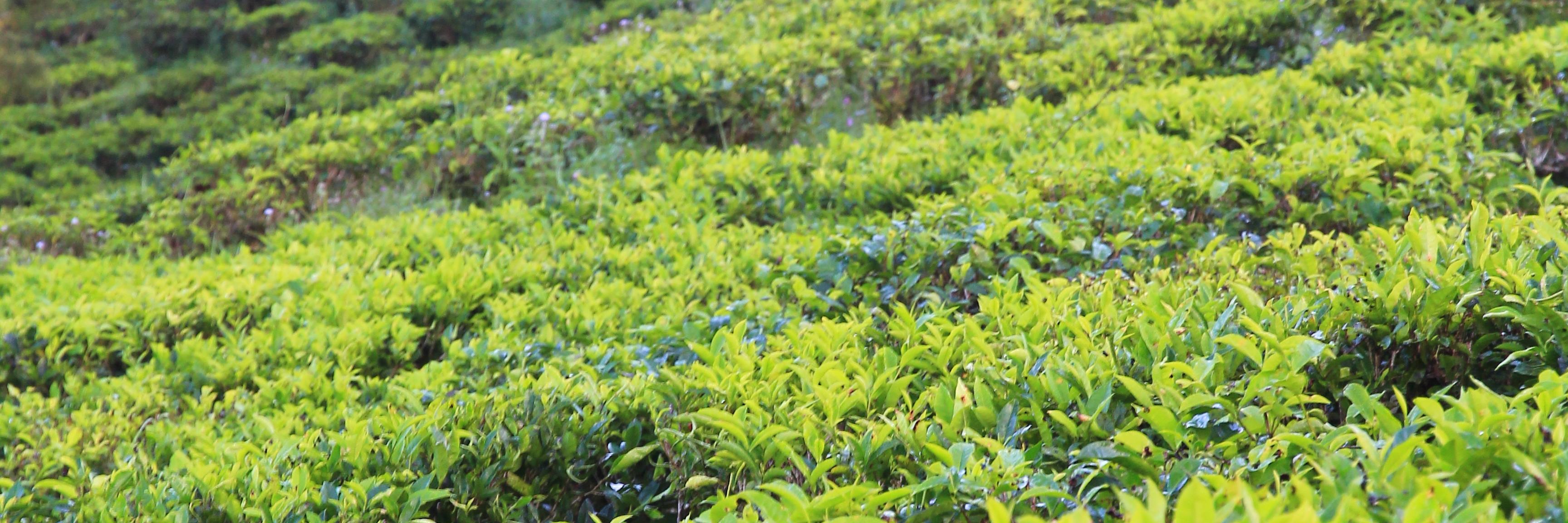 bankitwangi's profile banner image