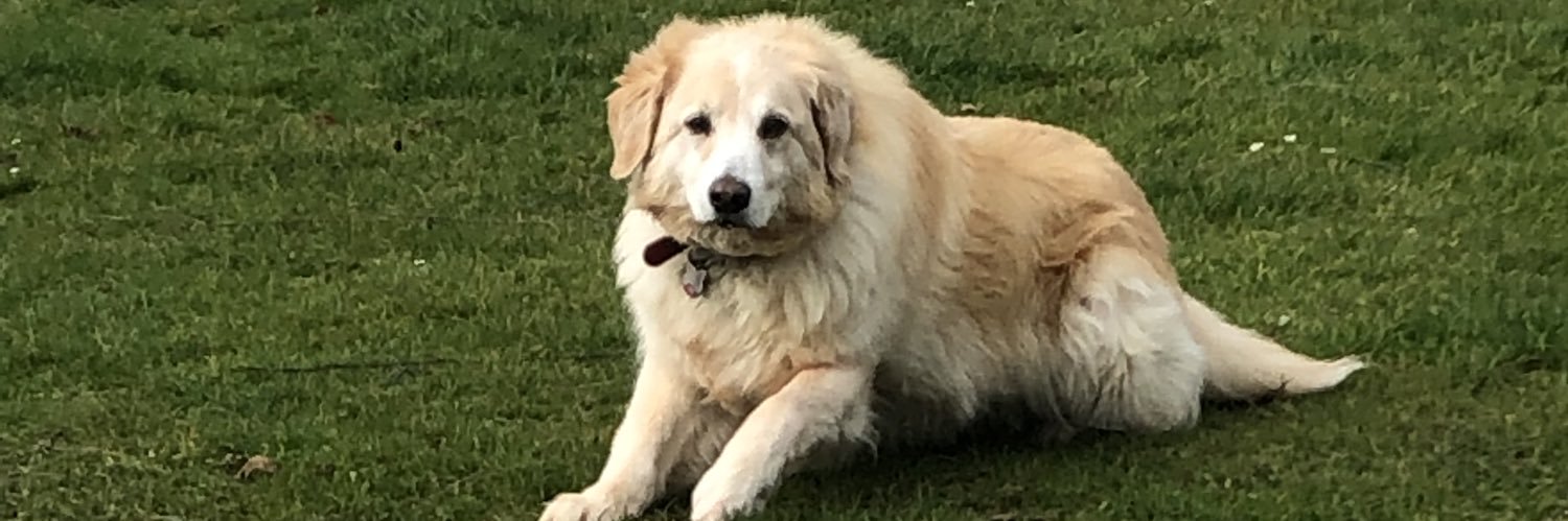 Alwyn Williams banner