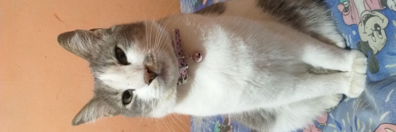 sofiaibrahimm's profile banner image