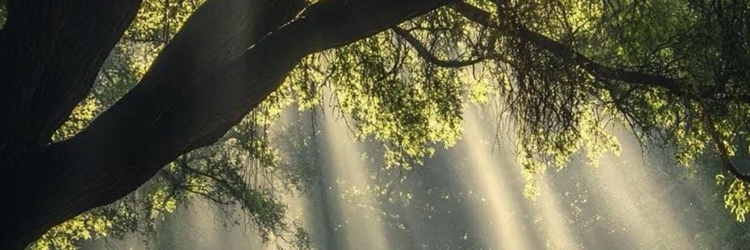 delfrancy batalha banner