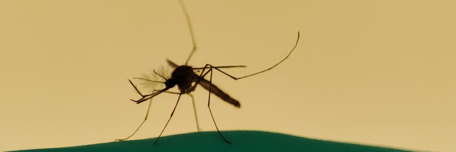 Estela González 🏳️‍🌈 banner