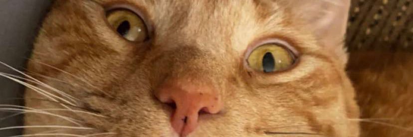 Nicswitzer14's profile banner image