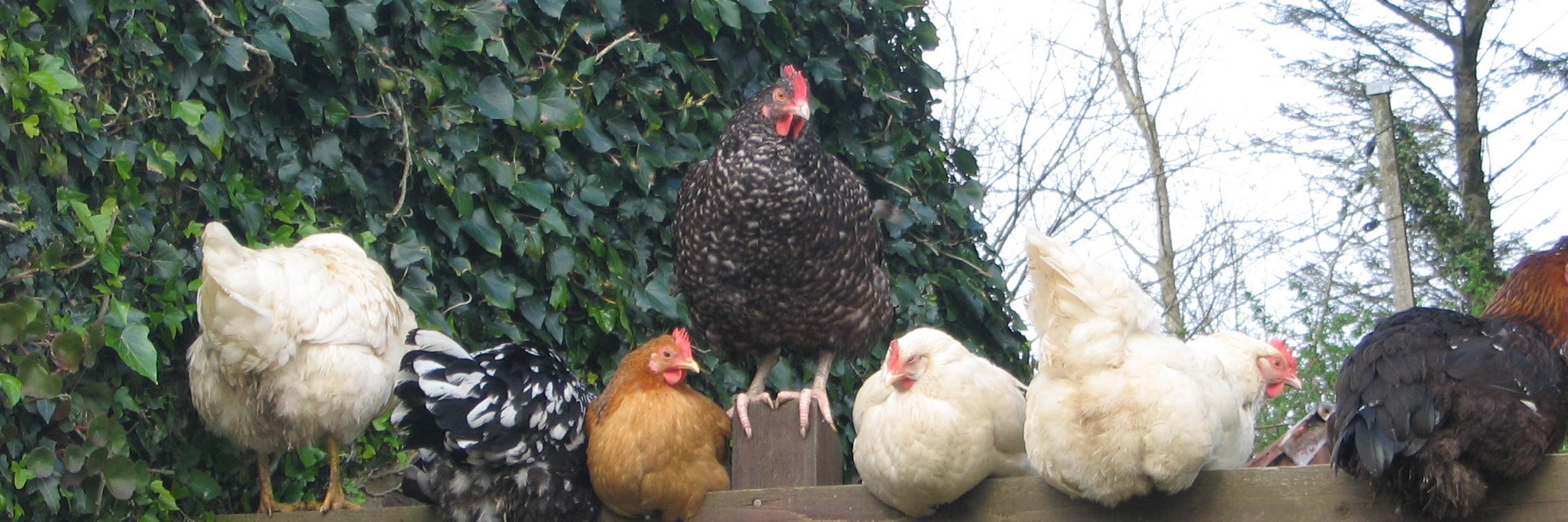 THE HEN HOUSE banner