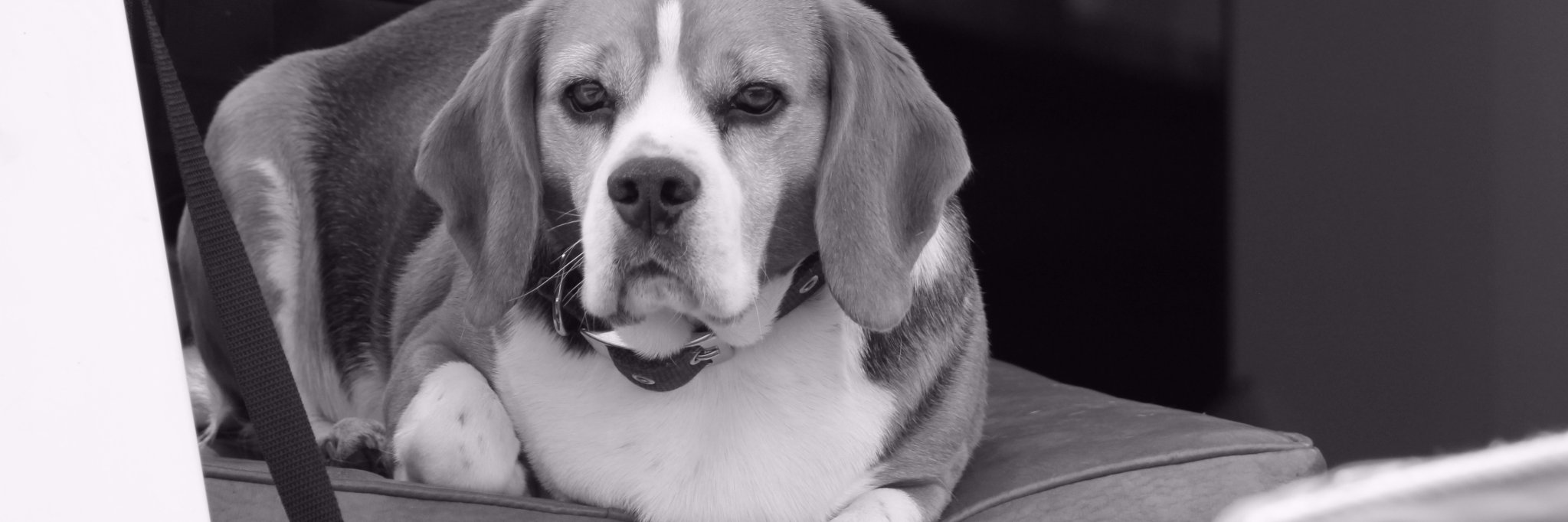 DazMurray's profile banner image