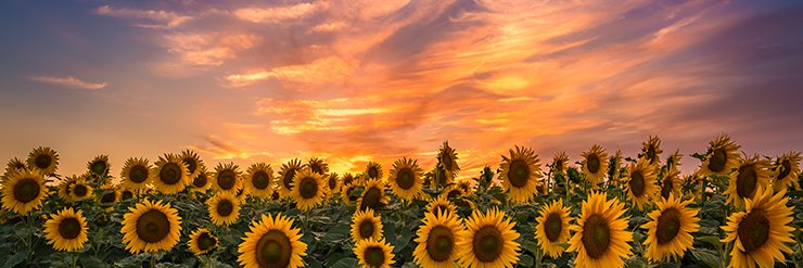 Laura W 🟧 'Prosecute Incitement and Sedition' 🌻 banner