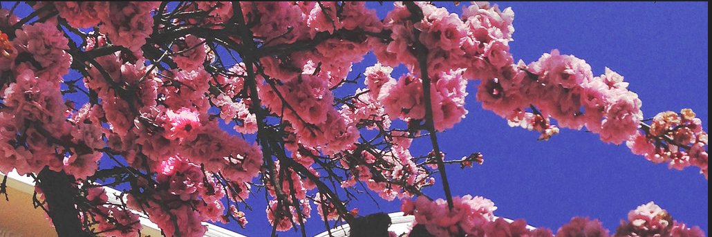 Cindy Russell, DNP, RN, NI-BC, EBP-C👩‍⚕️🏳‍🌈🧡 banner