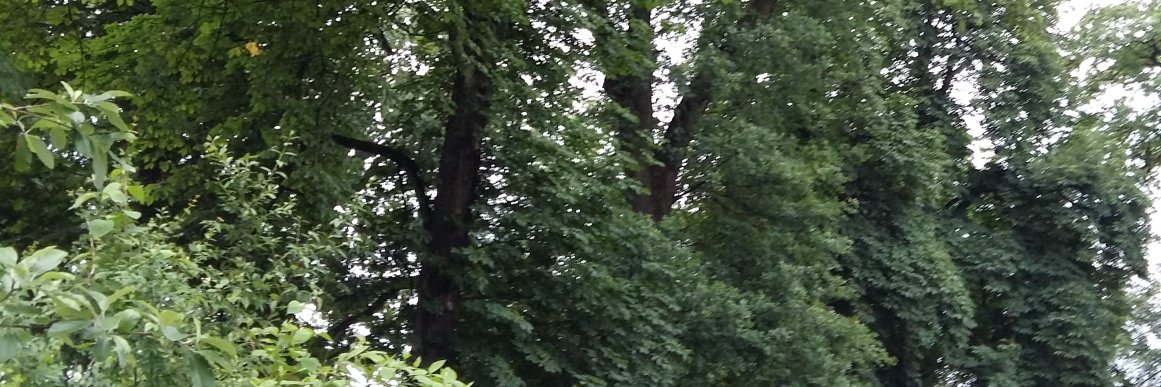 Cornelia Hermann banner