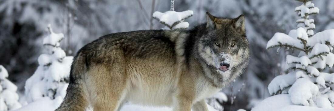 wolves7272's profile banner image