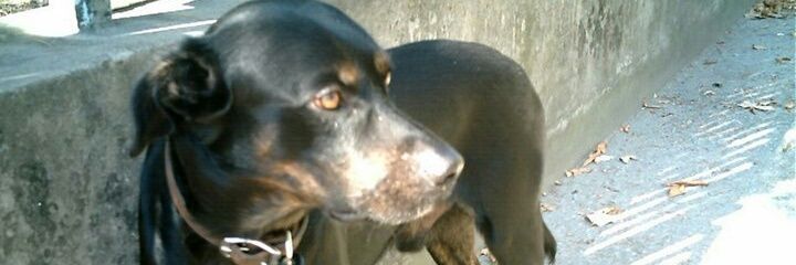 2015blackdog's profile banner image