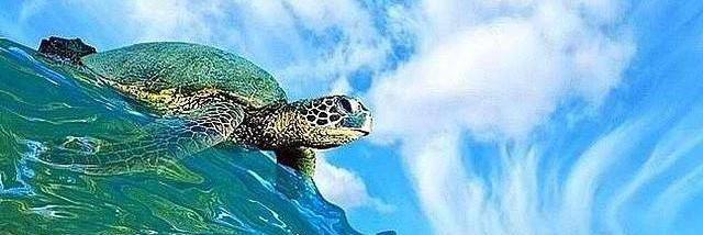 toddystrickland's profile banner image