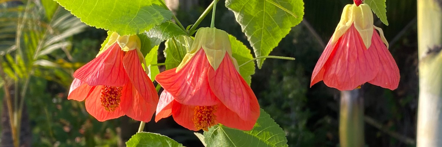 PlantShowcase's profile banner image