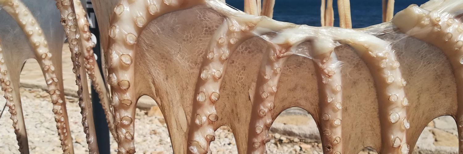 MoliCocina's profile banner image