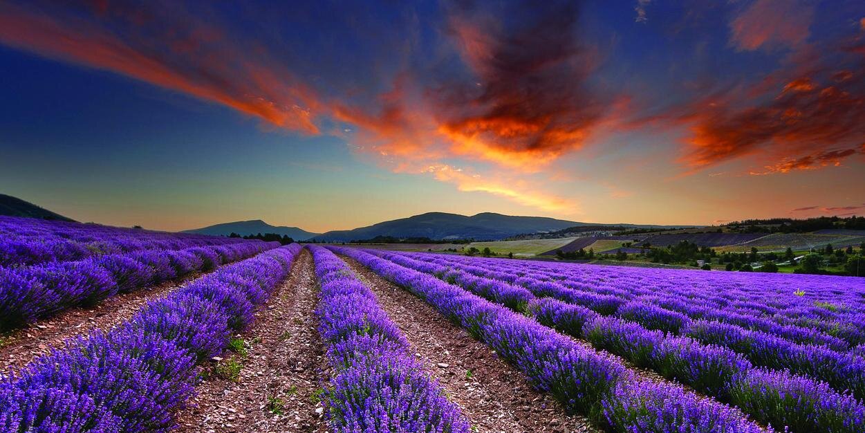 Desiree Povedano banner