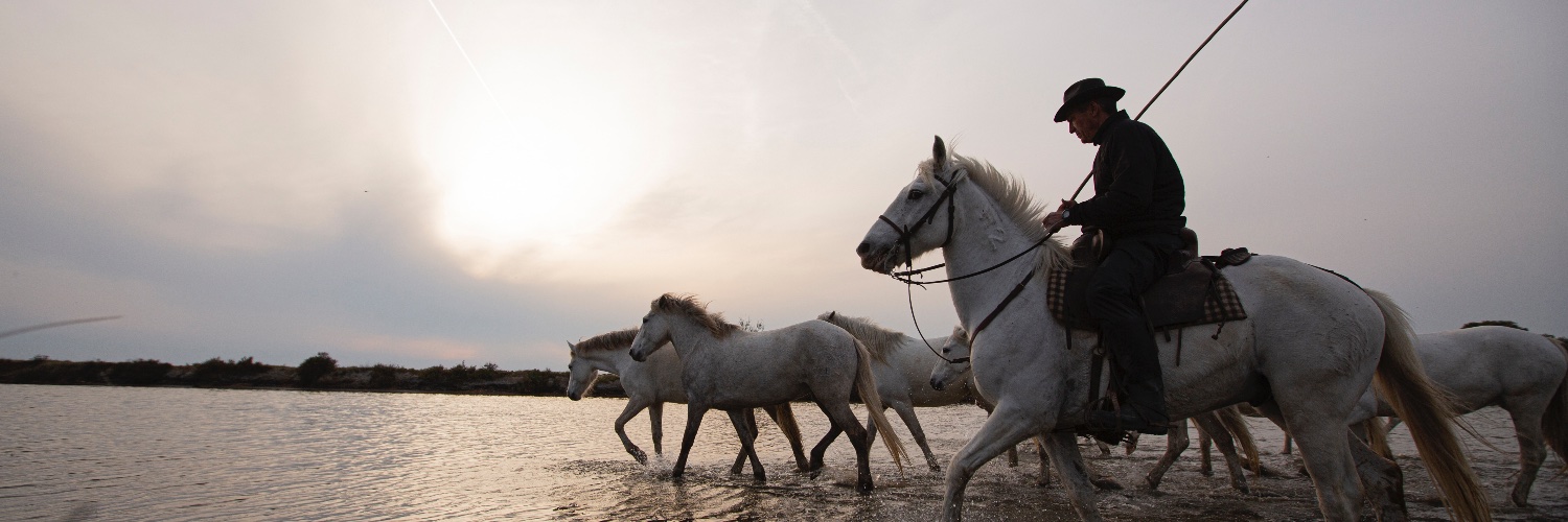 dot_horses's profile banner image
