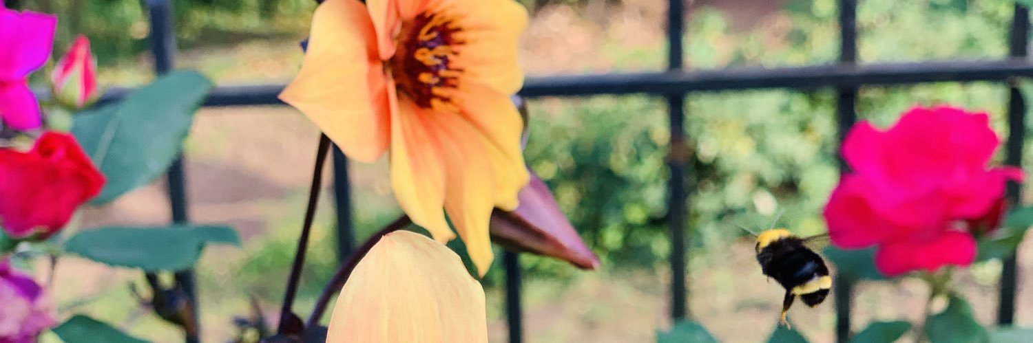 Fitlific's profile banner image