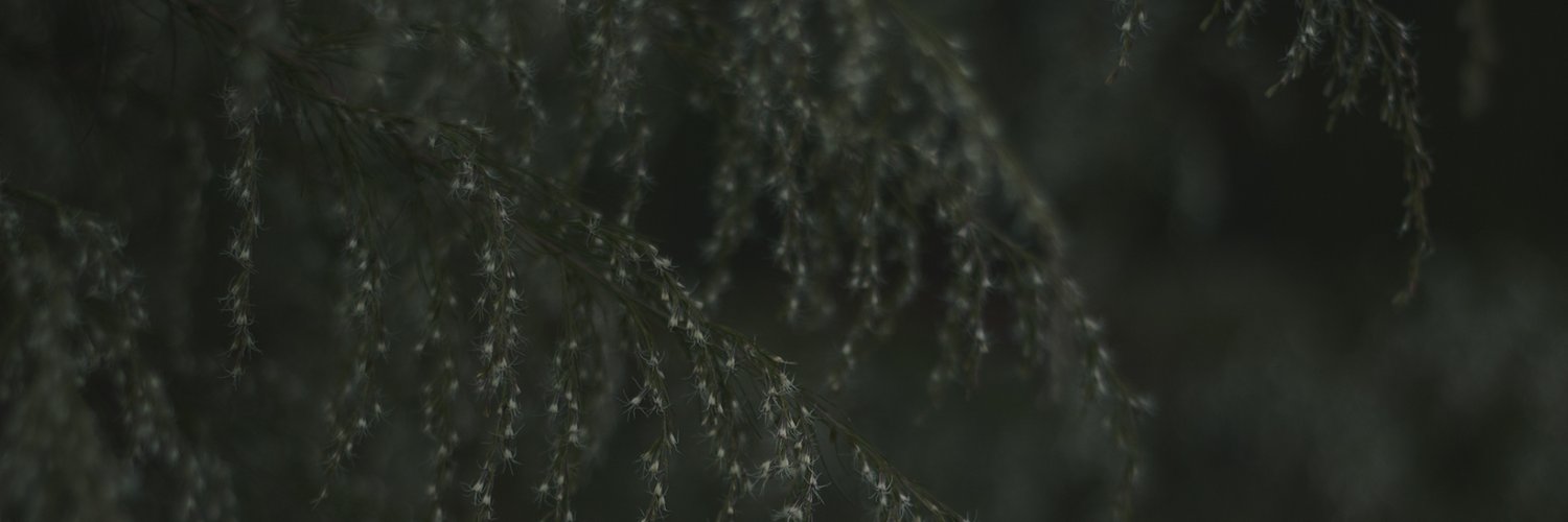 BitterFoxes's profile banner image