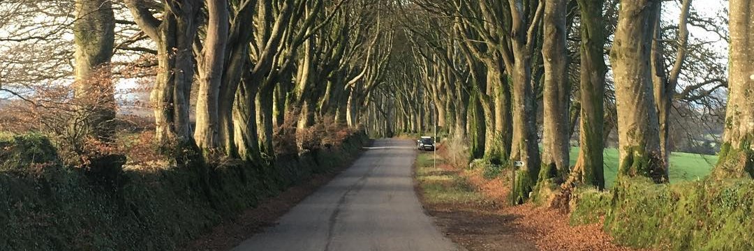 eastdevontrees's profile banner image