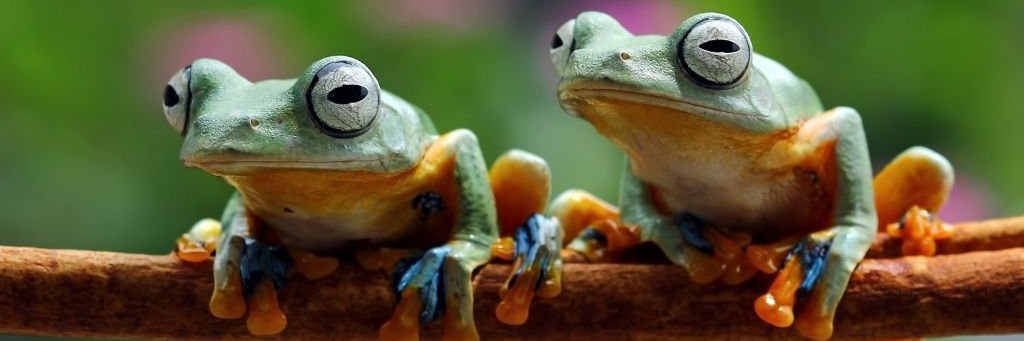 aRinz Froggofrog Mcfrog (Comms Open!) banner