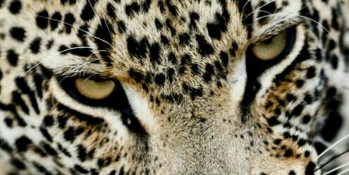 dermuaa's profile banner image