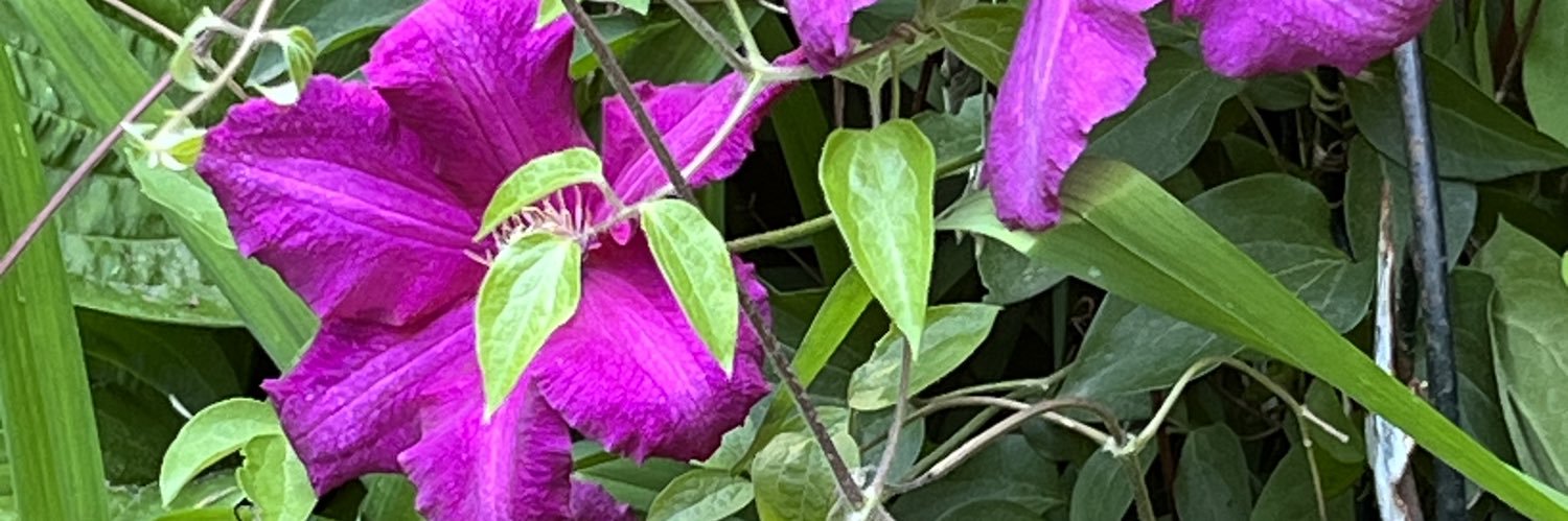 LisaMywillow's profile banner image