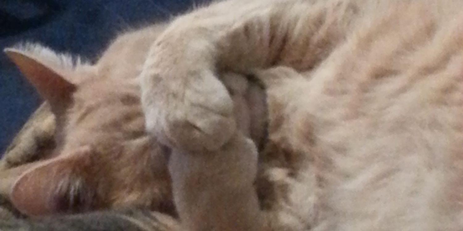 Mars_TheCat's profile banner image