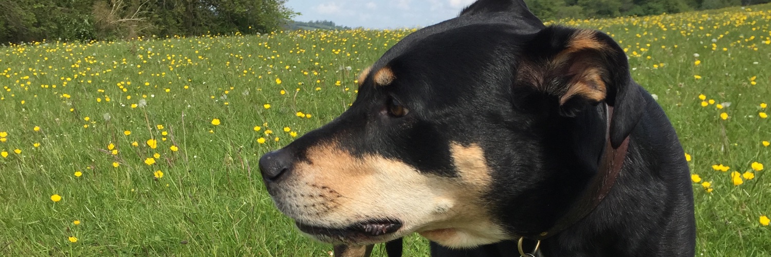 Julia Godden (she | her) banner