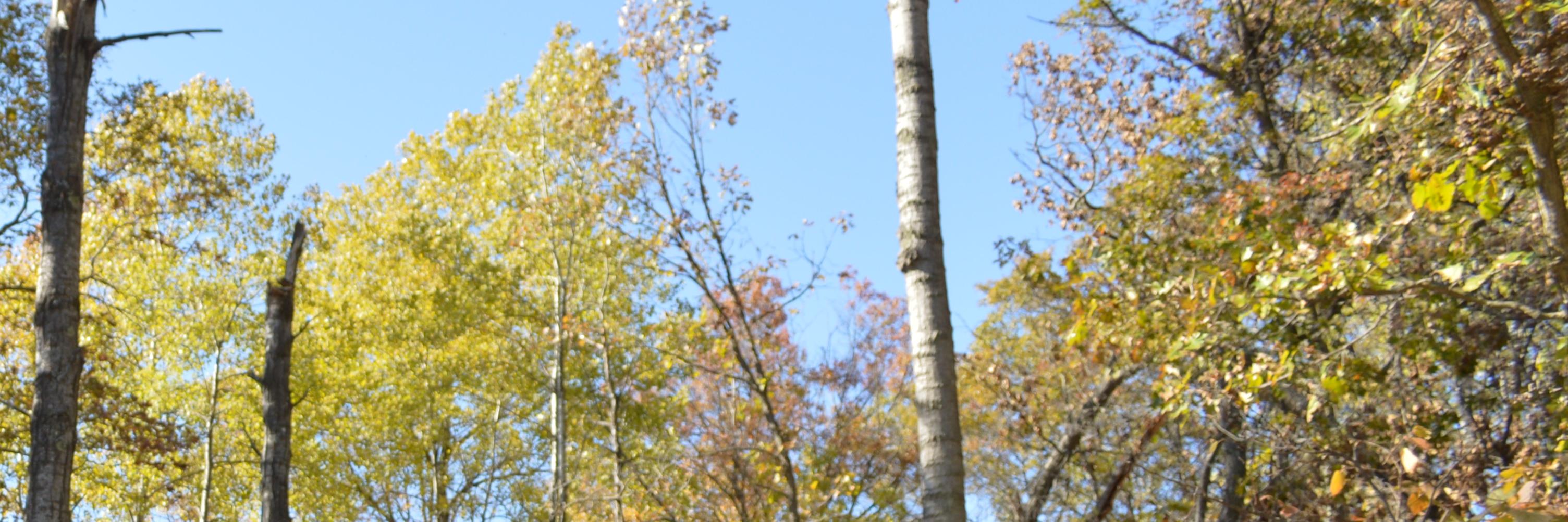 MeganPihlaja's profile banner image