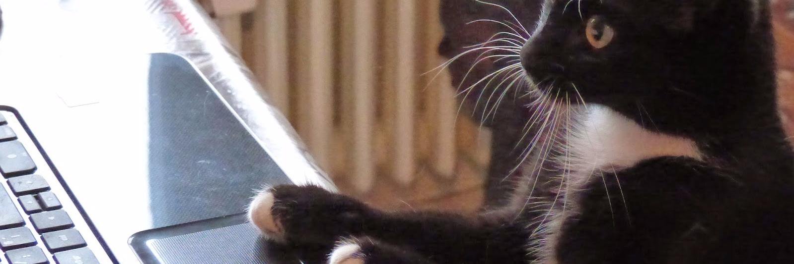 LeChatDissident's profile banner image