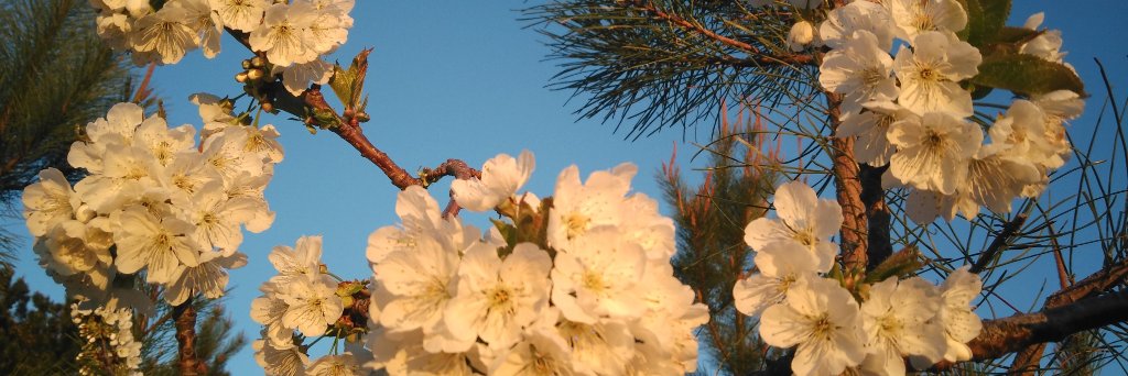 lena_esteves's profile banner image