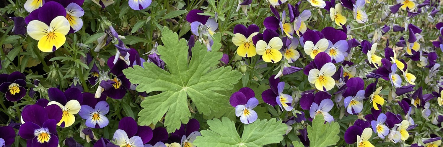 Jimena Leiva Roesch banner