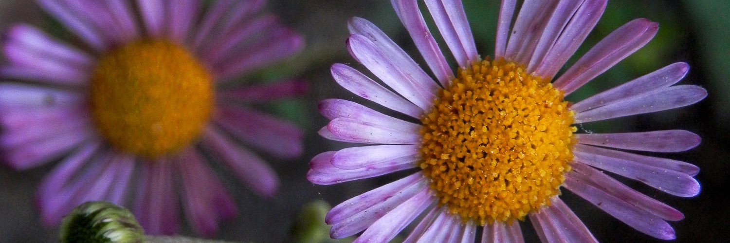 Angels Vilaró banner