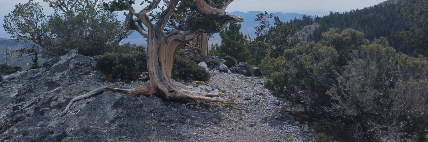 MattEichner's profile banner image