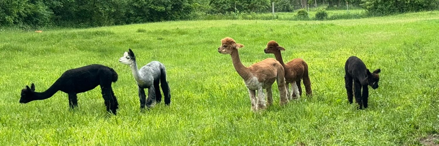 Stephanie Aliaga banner