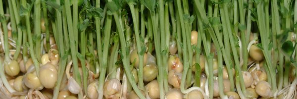 sproutfund Profile Banner