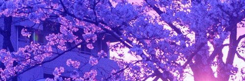 shashashaBC's profile banner image