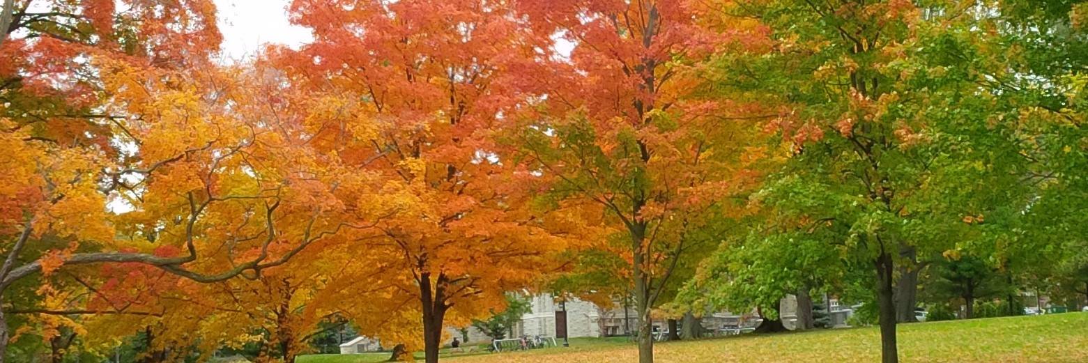 MapleSugarWoman's profile banner image