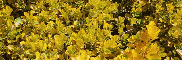 Stressalyn Profile Banner