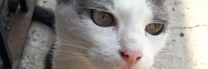 conddecarla's profile banner image